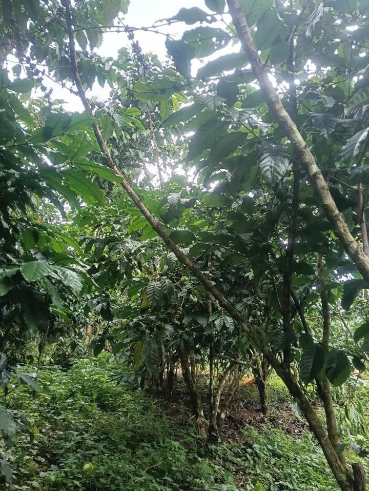 Đất Farm Đạ Huoai 20.000m² giá 1.8 tỷ - Tiềm năng sinh lời cao!