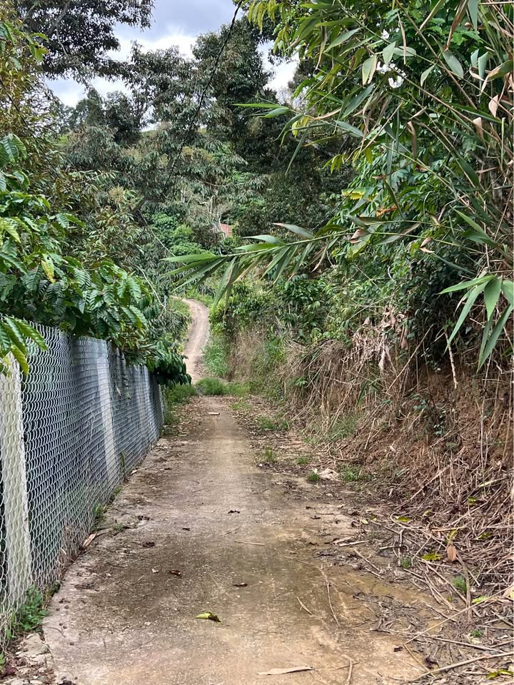 Đất thổ cư Lộc Nam Bảo Lâm 8500m² giá 2.5 tỷ - Mặt tiền bêtông, ô tô tận nơi!