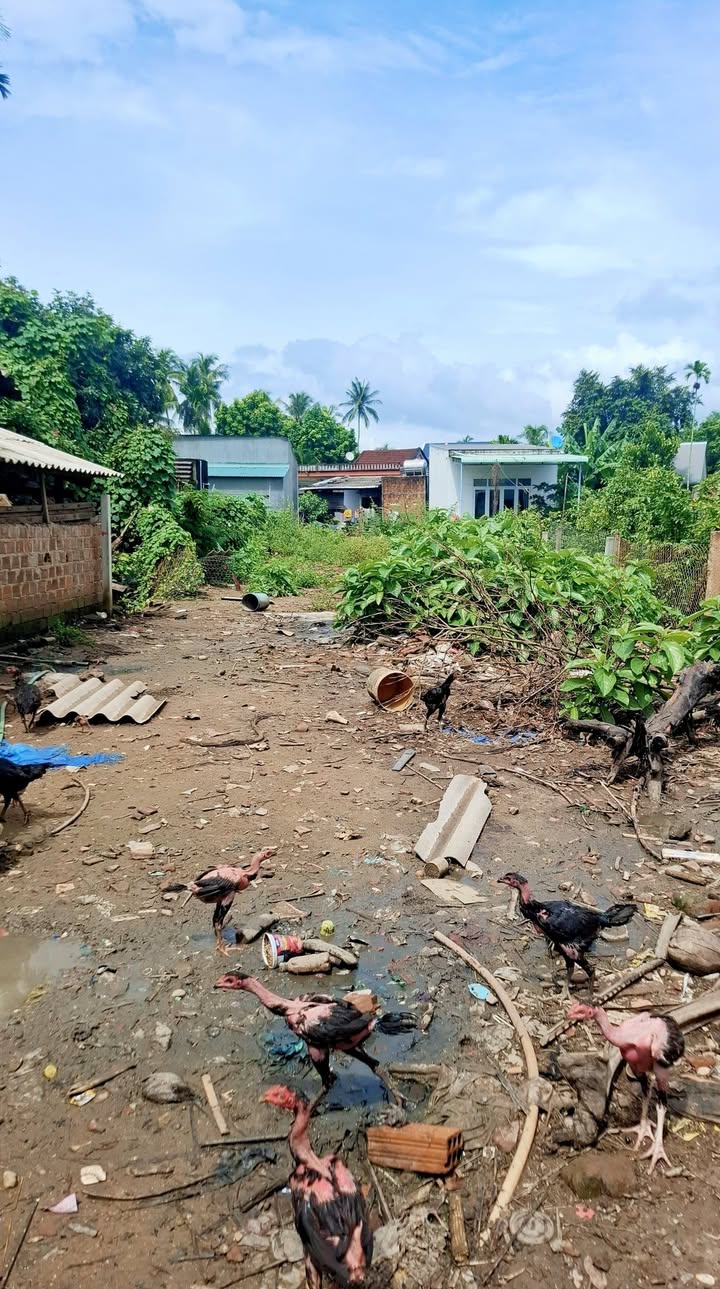 Đất thổ cư 450m² tại Bồng Sơn - Giá chỉ 1 tỷ - Đường ô tô tới nơi!