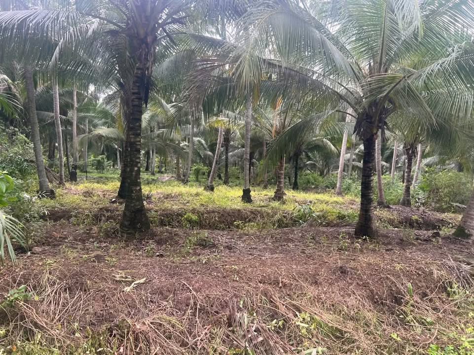 Đất nền 500m² tại Xã Châu Hưng, Bến Tre - Giá chỉ 300 triệu