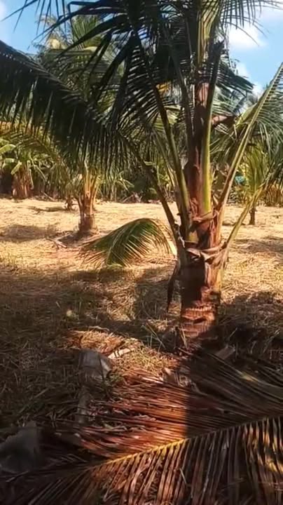 Đất vườn dừa đường ô tô Tân Thanh, Giồng Trôm 986m² giá 420 triệu - Sổ đỏ chính chủ!