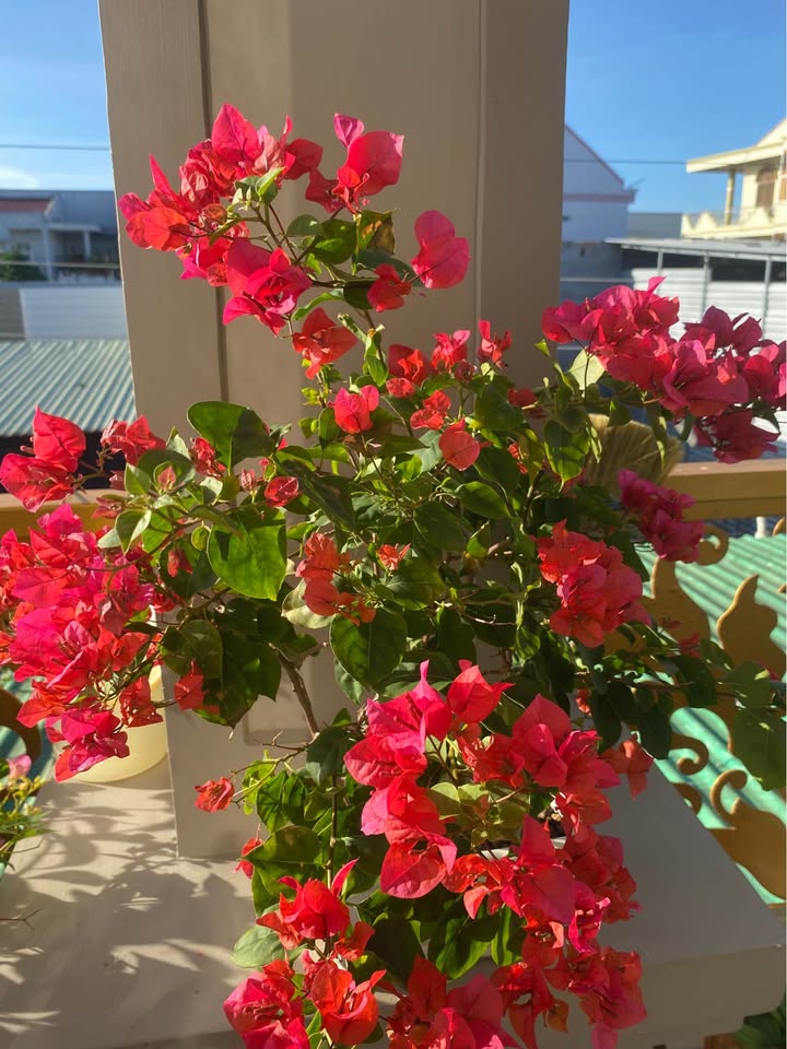 Đất thổ cư Phường Thanh Hải, Phan Thiết 74m² giá 1.95 tỷ - Đầu tư lý tưởng gần biển!