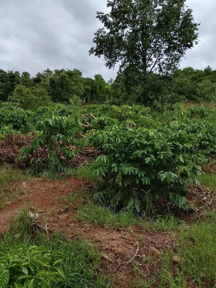 Đất nền Ea Nuôl, Buôn Đôn 10.000m² giá 2.7 tỷ - Cơ hội đầu tư tuyệt vời!