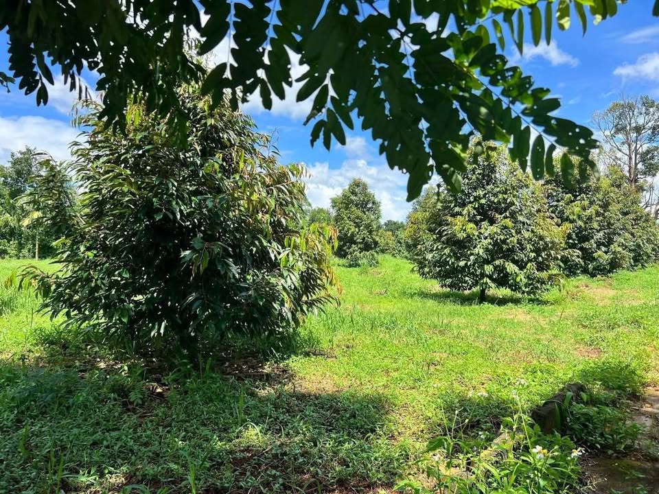 Đất nền Khánh Xuân 2628m² giá 2.628 tỷ - Đầu tư sinh lời ngay!