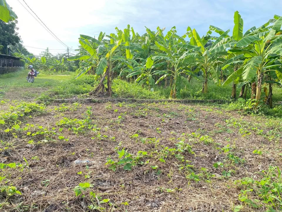 Đất nền 400m² tại Quang Thịnh, Lạng Giang - Giá chỉ 500 triệu - Đầu tư sinh lời ngay!