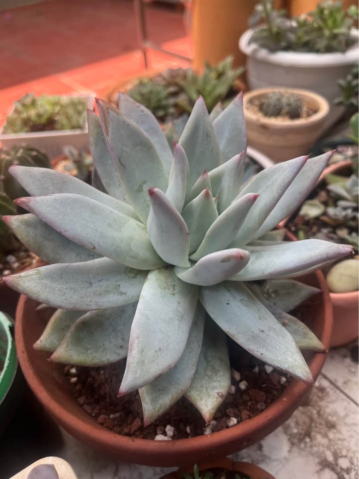 Đất nền phường Ea Kao, Buôn Ma Thuột 125m² giá 550 triệu - Cơ hội đầu tư tuyệt vời!