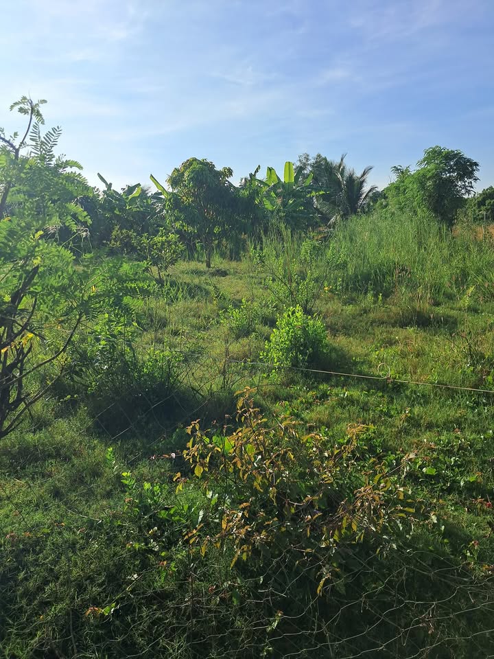 Đất nền 1726m² xã Gia Thuận, Gò Công Đông - Mặt tiền đường thông tiện lợi cho kinh doanh!