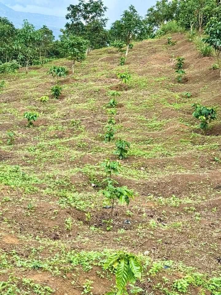 Đất nền Lộc Nam Bảo Lâm 1156m² giá 300 triệu - Cơ hội đầu tư tuyệt vời!