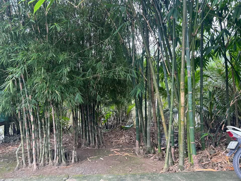 Đất nền Cái Răng 54m² giá 300 triệu - Cơ hội đầu tư tuyệt vời!