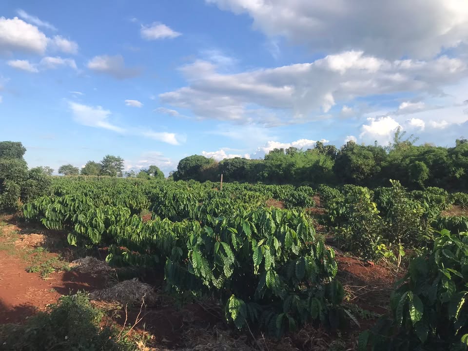 Lô đất rẫy cafe 8,5 sào tại Kông Htok, Chư Sê - Giá chỉ 1.6 tỷ, đầu tư sinh lời!