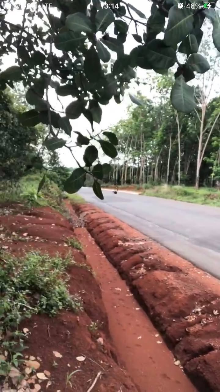 Đất Farm mặt tiền ĐH Tân Phước 1ha giá 3.8 tỷ - Đầu tư sinh lời ngay!