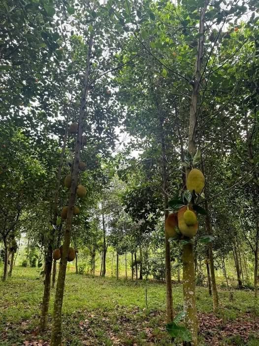 Đất ở Suối Hai, Ba Vì 887m² giá chỉ 3 tỷ - Đầu tư lý tưởng!