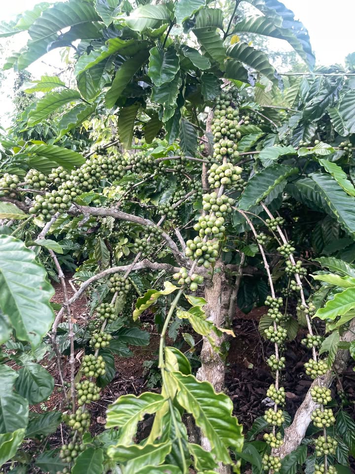 Đất vườn Cư Huê, Ea Kar 6000m² giá 1 tỷ - Sẵn sàng cho mùa thu hoạch!