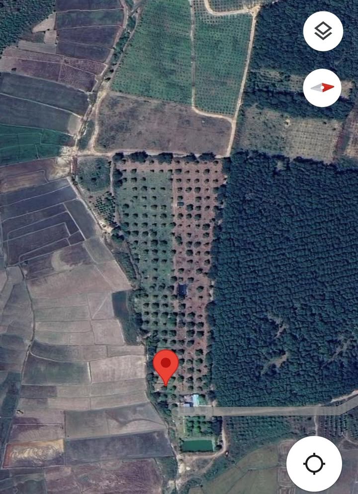 Farm sầu riêng Hòa Phú, Chư Păh, Gia Lai 2,2ha - Đầu tư sinh lời cao!