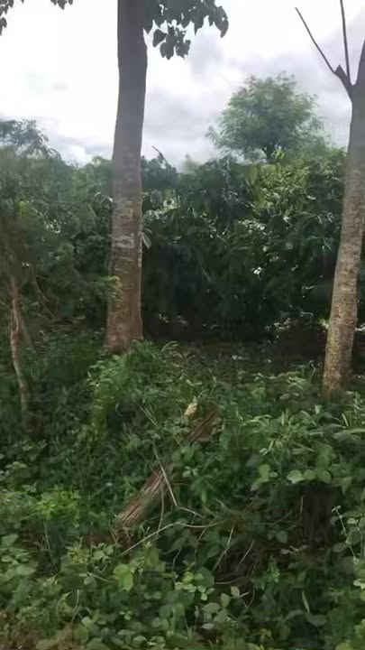 Đất nền Chư Sê Gia Lai 1,5ha giá 4 tỷ - Đầu tư sinh lời tuyệt vời!