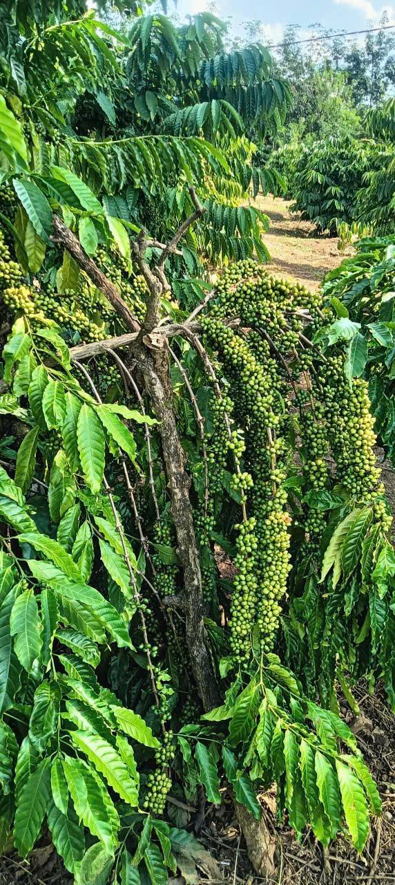 Đất nông nghiệp Ia Boòng Chư Prông 4ha giá 4.5 tỷ - Cơ hội đầu tư sinh lời!