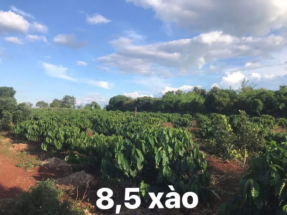 Lô đất rẫy cafe 8.5 sào Xã Al Bá giá 1.6 tỷ - Cơ hội đầu tư tuyệt vời!