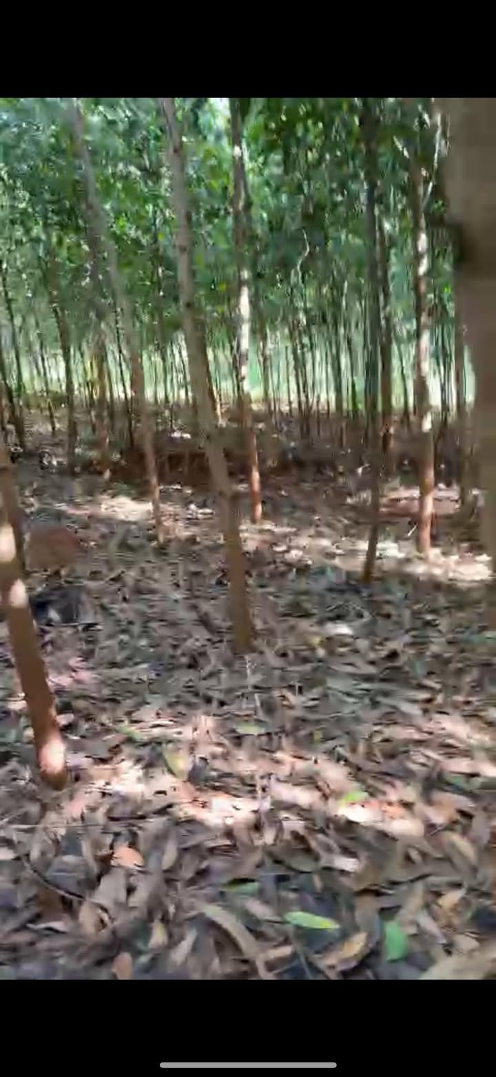 Đất nền Lộc Thiện 10.000m² giá 1.4 tỷ - Đầu tư sinh lời ngay!