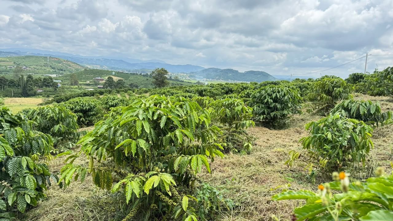 Đất nền xã Đinh Văn Lâm, Lâm Hà 3610m² giá 1.8 tỷ - Sổ đỏ chính chủ