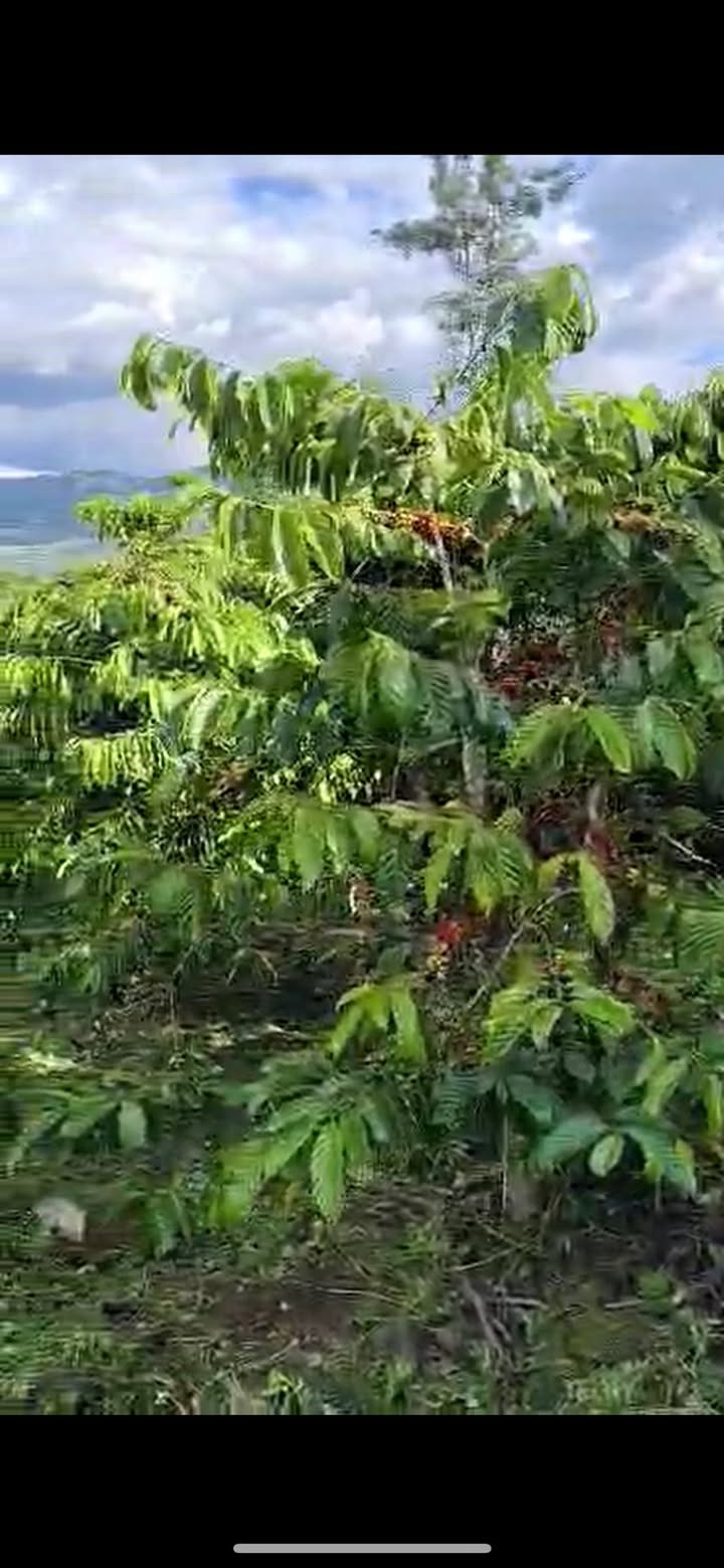 Đất kinh doanh 5.000m² tại Đan Phượng giá 1.35 tỷ - Đầu tư sinh lời ngay!