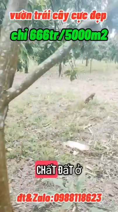 Vườn cây ăn quả 5000m² xã Mã Đà giá chỉ 666 triệu - Cơ hội đầu tư tuyệt vời!