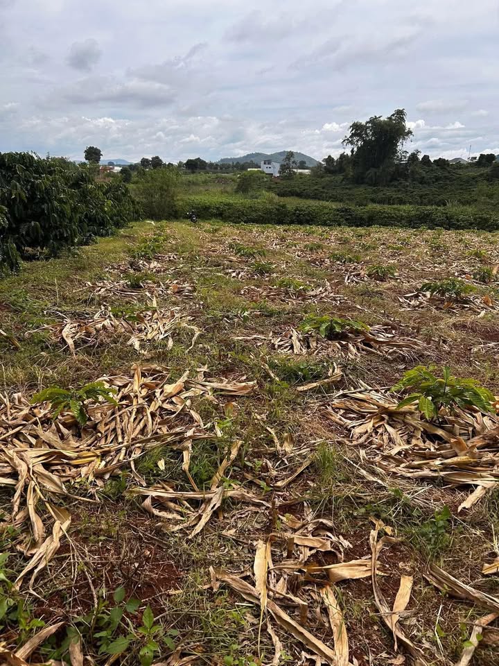 Đất Farm 3,2 sào tại Tân Hội, Củ Chi - Giá 1,5 tỷ - Cơ hội đầu tư tốt!