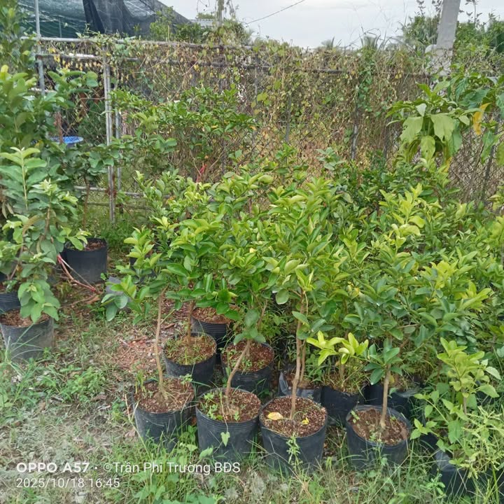 Đất nền Tân Phú Tây Mỏ Cày Bắc 190m² giá 2 tỷ - Đất thổ cư chính chủ!