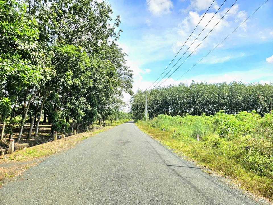 Đất thổ cư Thanh An Hớn Quản 1000m² giá chỉ 260 triệu - Mặt tiền nhựa thuận lợi!