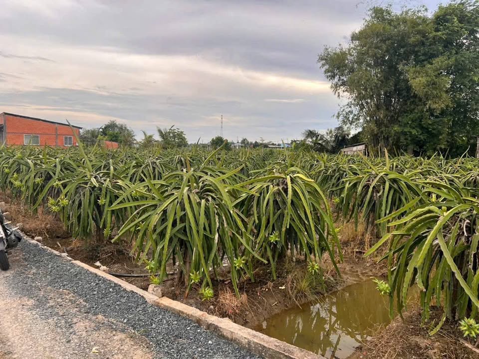 Đất nền An Lục Long, Châu Thành 1825m² giá chỉ 680 triệu - Cơ hội đầu tư tuyệt vời!