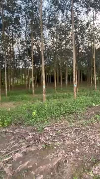 Đất Farm Vĩnh Hòa, Phú Giáo 15.000m² giá chỉ 6 tỷ - Tiềm năng phát triển lớn!