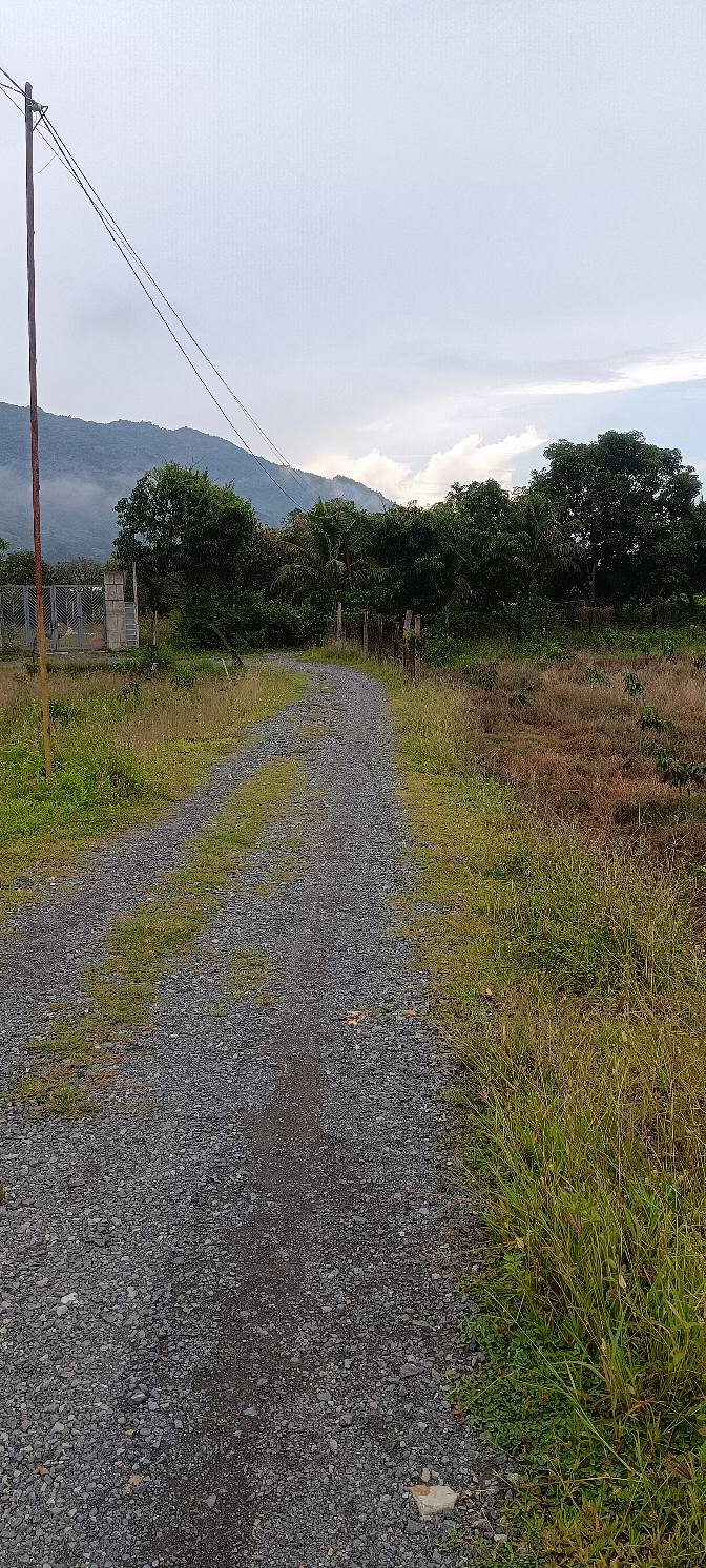 Bán vườn xoài 6.300m² tại Diên Điền - Giá chỉ 1.32 tỷ - Đường ô tô vào tận nơi!