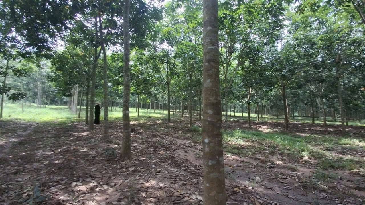 Đất Farm Tân Hưng 30.000m² giá 5.2 tỷ - Cơ hội đầu tư hấp dẫn!