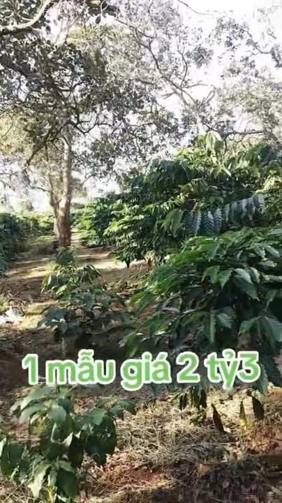 Đất nền Đắk Ru 86m² - Sát Quốc Lộ 14, Phân lô dễ dàng!