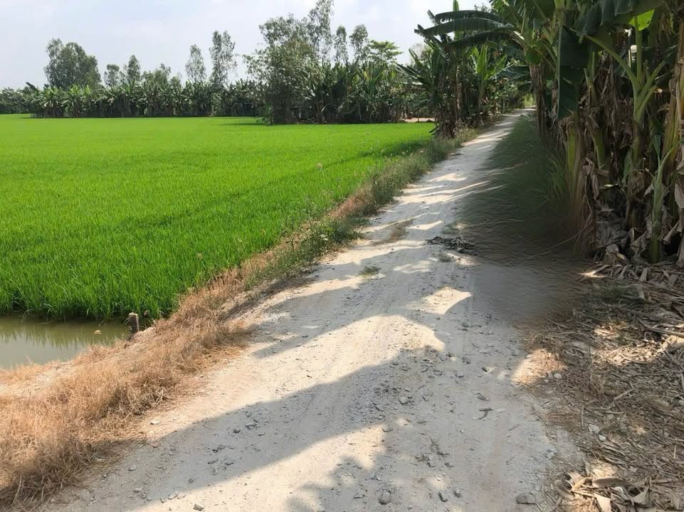 Đất ruộng kênh Cây Cồng Vĩnh Khánh 36,000m² - Giá tốt thương lượng