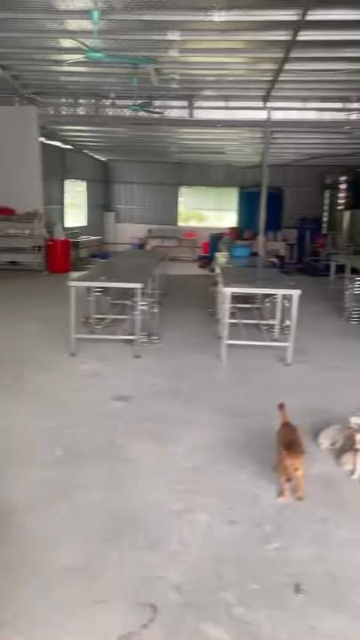 Bán gấp xưởng 800m² tại Thôn Thanh Bồng, Hà Nam chỉ 7 tỷ - Sẵn sàng hoạt động!