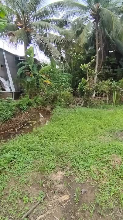 Đất nền Tân Thành Bình, Mỏ Cày Bắc 964m² giá chỉ 550 triệu - Cơ hội đầu tư hấp dẫn!