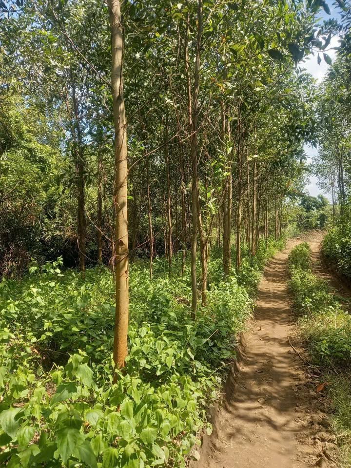 Đất nông nghiệp 7.1ha tại Sơn Giang, Sông Hinh, Phú Yên - Giá 200 triệu