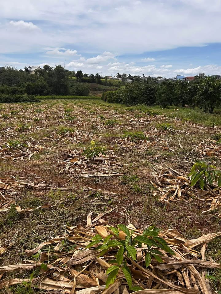 Farm 3,2 sào tại Đan Phượng, Hà Nội - Giá 1.5 tỷ, chính chủ bán nhanh!