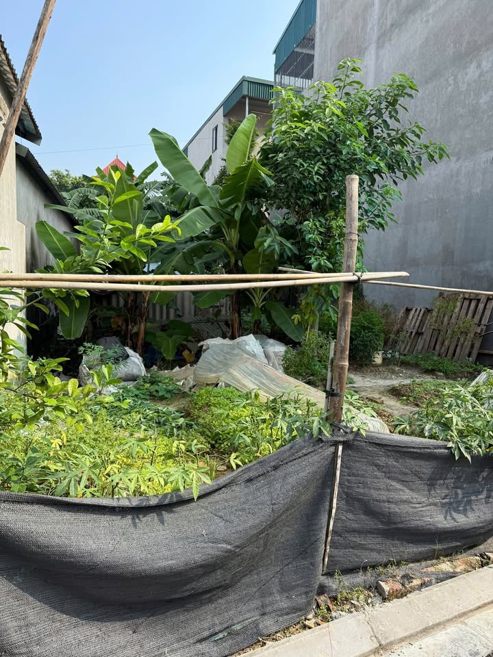 Đất nền Phù Liễn - Bắc Hồng 59m² giá 3.8 tỷ - Đầu tư sinh lời ngay!