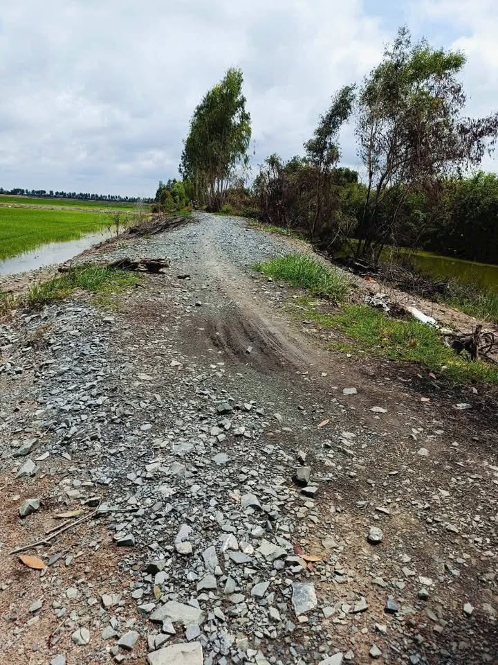 Đất lúa xã Tân Long - Thủ Thừa, Long An 30.000m² chỉ 666 triệu - Cơ hội đầu tư sinh lời!