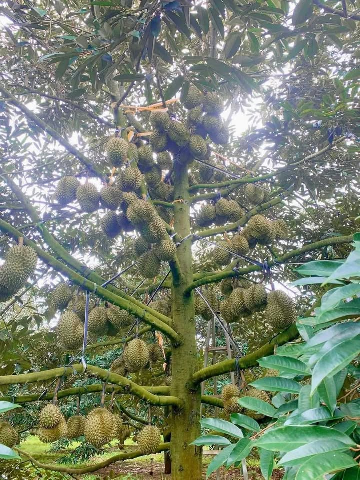 Đất thổ cư Ea Yông Krông Pắc 720m² giá 1.548 tỷ - Tiềm năng đầu tư lớn!