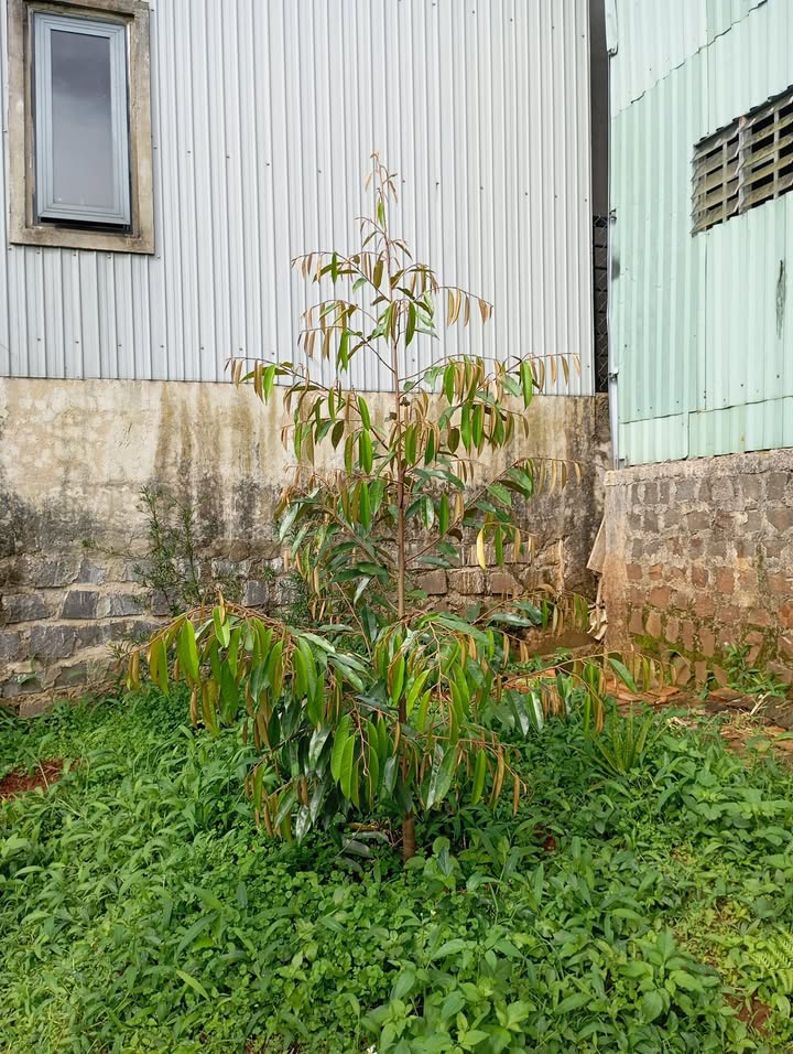 Đất nền 115m² đường Phạm Ngũ Lão, Di Linh giá 1,2 tỷ - Gần chợ mới, tiện ích đầy đủ!