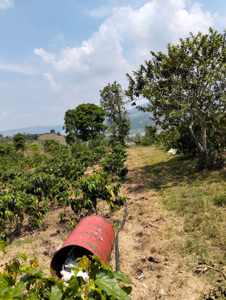 Đất nông nghiệp Đinh Lạc Di Linh 30240m² - Giá chỉ 200 triệu/sào!