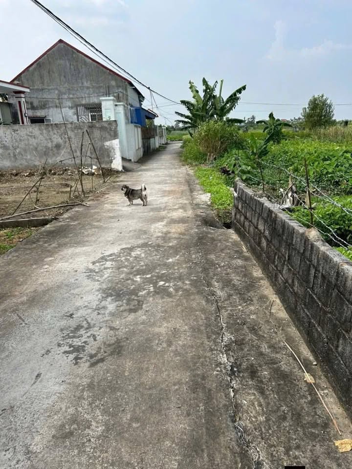 Đất nền An Hưng, An Lão 81.6m² giá chỉ vài trăm triệu - Cơ hội đầu tư tuyệt vời!