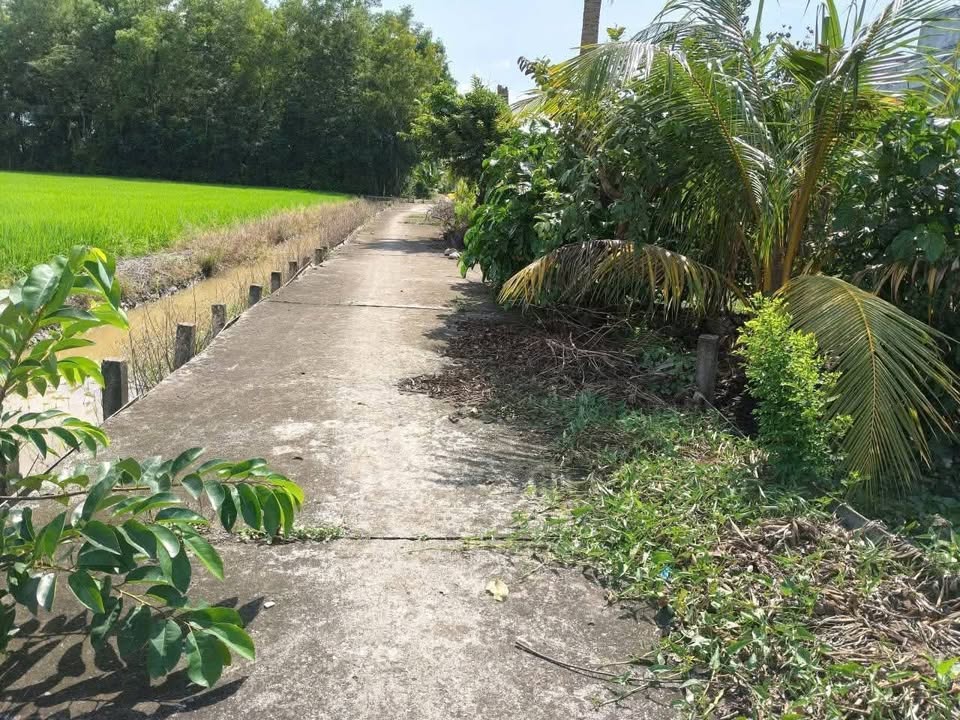 Đất Nhựt Chánh, Bến Lức 1500m² giá 1.05 tỷ - Cơ hội đầu tư tuyệt vời!