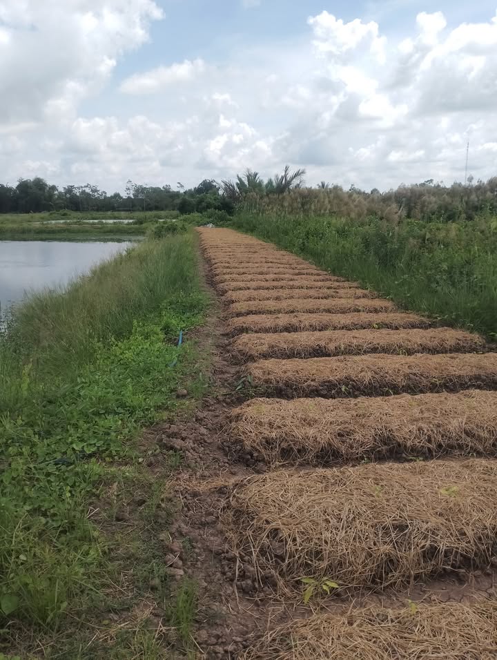 Đất nuôi tôm công nghệ cao 37.000m² tại Vĩnh Tân - Giá chỉ 1.56 tỷ!