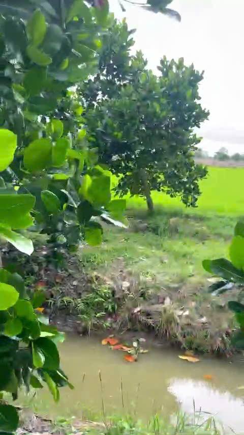 Đất vườn 50.000m² tại Thuận Hoà, Châu Thành - Giá chỉ 150 triệu!