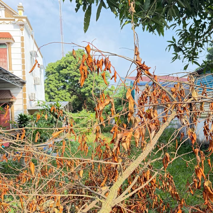 Đất thổ cư Sông Công 166m² giá 1.35 tỷ - Cơ hội đầu tư vàng!