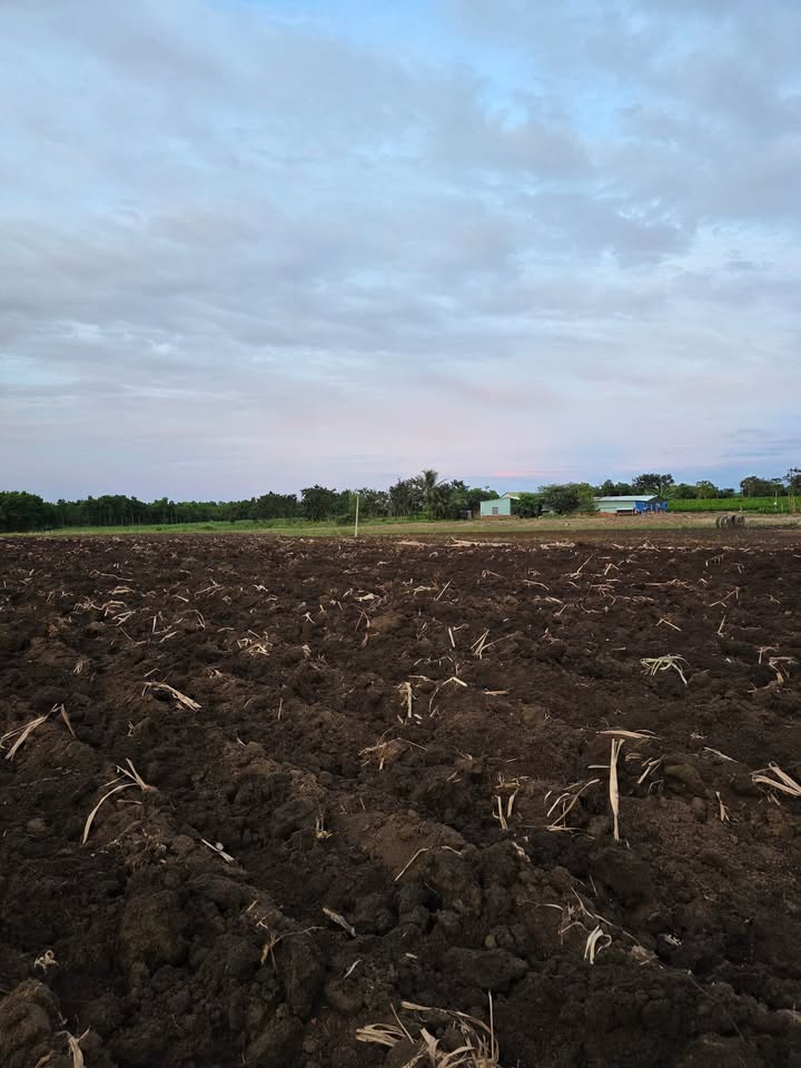 Đất cho thuê tại H Bông, Chư Sê, Gia Lai - Diện tích 1,45 ha, chất lượng đất tốt!