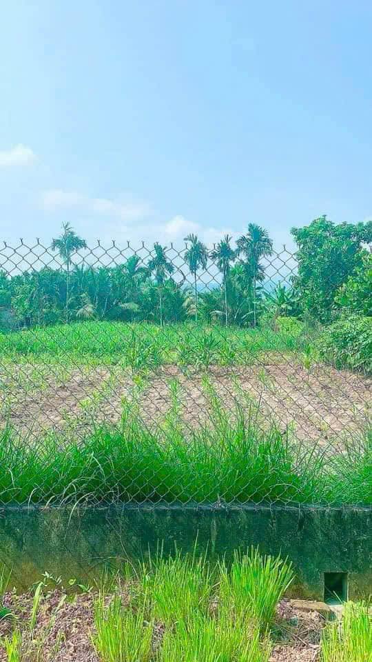 Đất nền Nghĩa Thuận, Tư Nghĩa 450m² giá chỉ 600 triệu - Cơ hội đầu tư tuyệt vời!